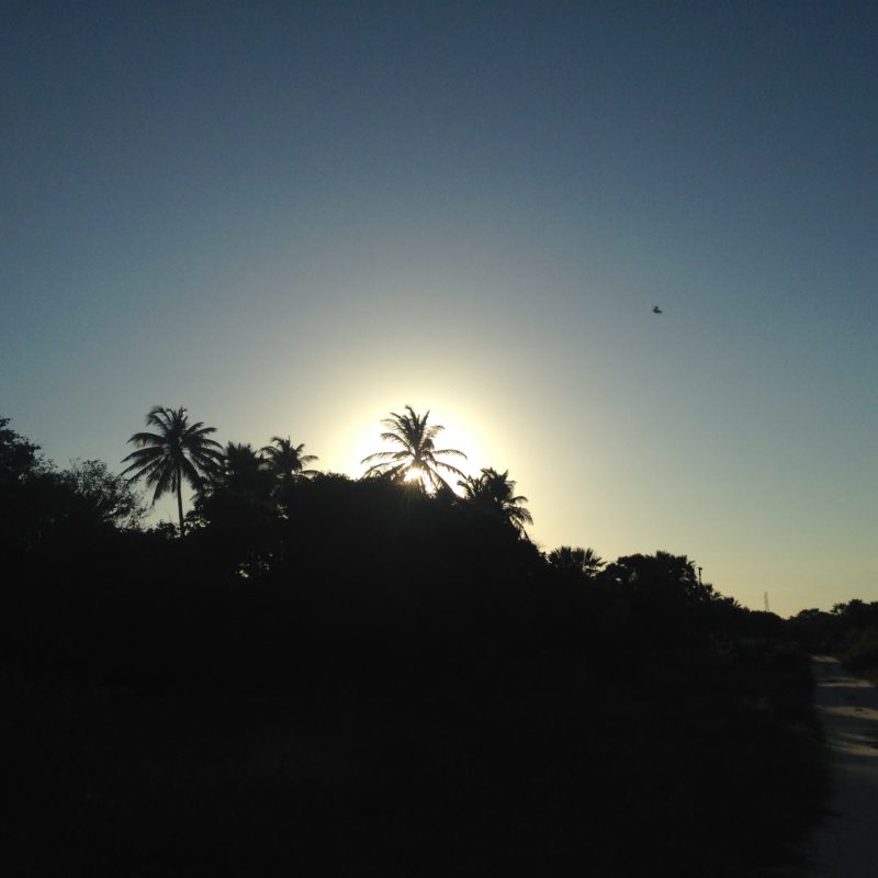 palm tree sun